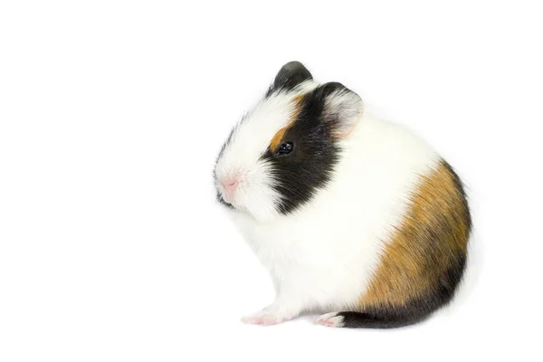 Cute guinea pigs — Stock Photo, Image