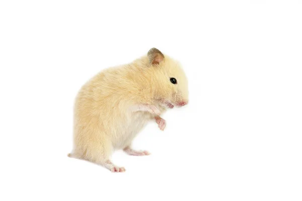 Pequeno hamster bonito — Fotografia de Stock