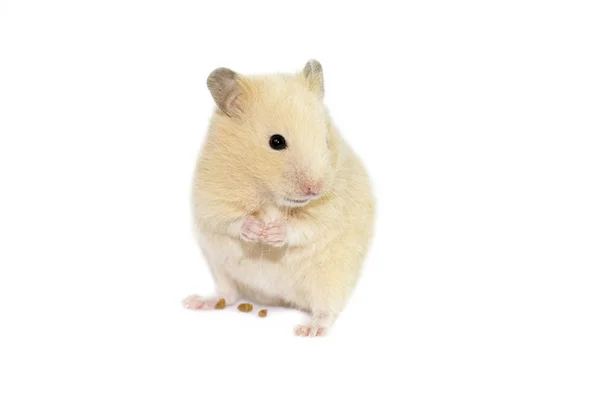 Small hamster cute — Stock Photo, Image