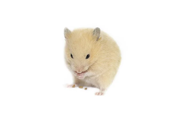 Pequeno hamster bonito — Fotografia de Stock
