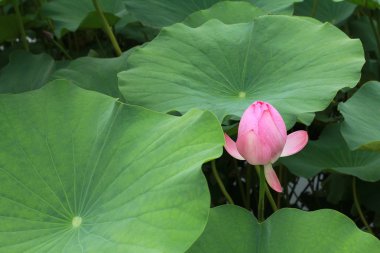 Lotus ve lotus gölet. lotus pond. Orada bir sürü lotus