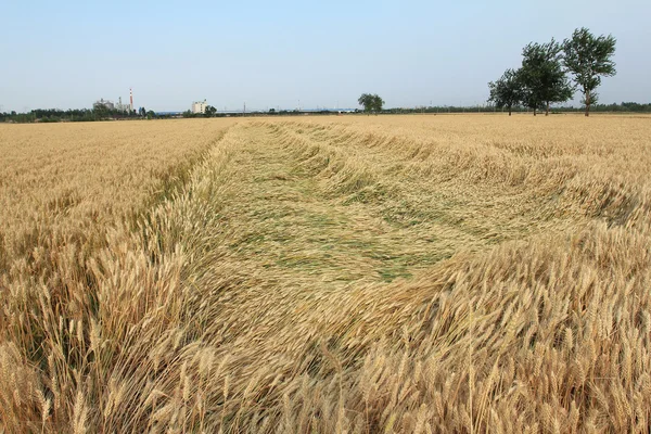 農場で収穫できる黄色の穀物は — ストック写真