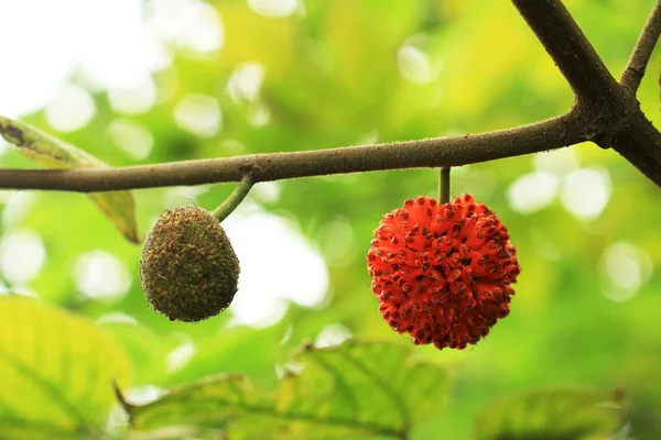 Hint yağı fabrikası