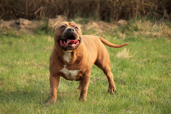 Anjing yang manis. — Stok Foto