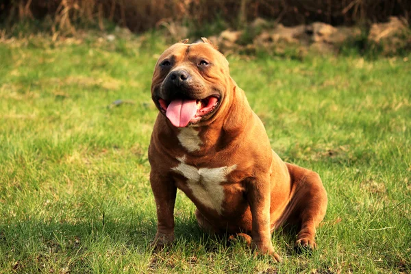 Bedårande hund — Stockfoto