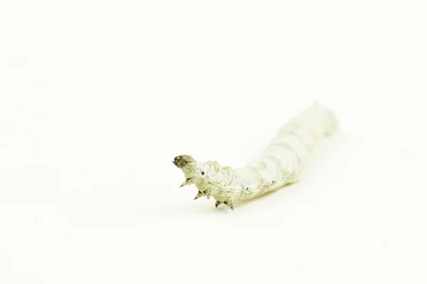 Silkworm larvae, Bombyx mori, against white background — Stock Photo, Image