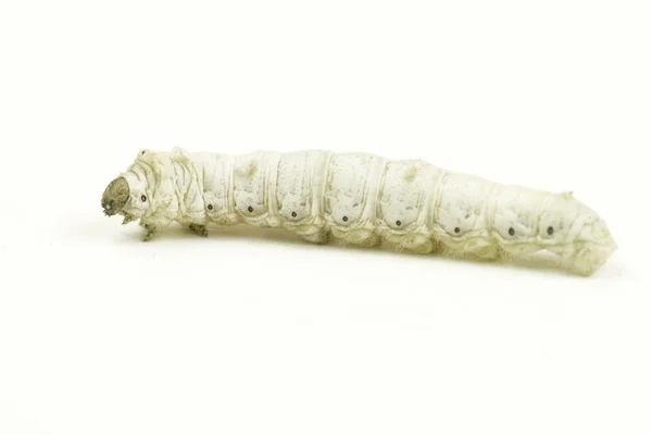 ipekböceği larva, beyaz arka plan Bombiks mori