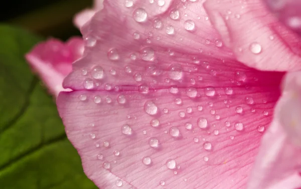 Helle Pfingstrosenblüten — Stockfoto