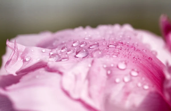 Bright peony flowers — Stock Photo, Image