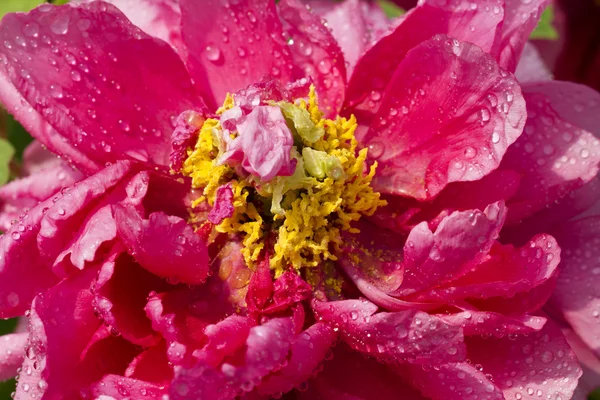 Bright peony flowers — Stock Photo, Image