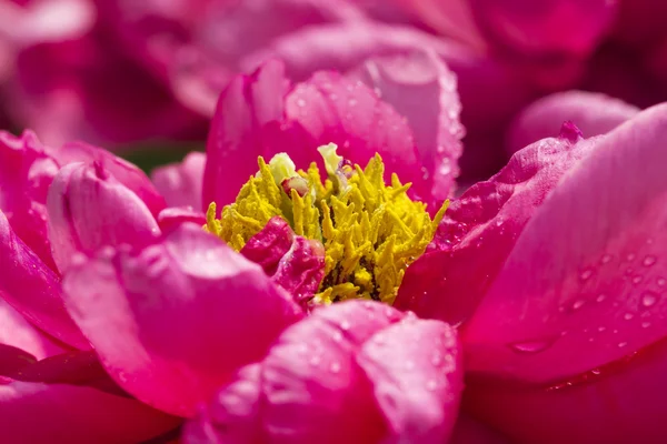 Bright peony flowers — Stock Photo, Image