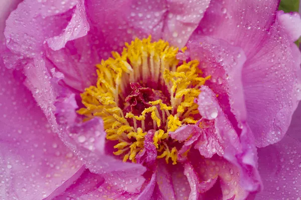 Lyse ponniske blomster – stockfoto