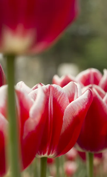 Tulpe auf dem Feld — Stockfoto