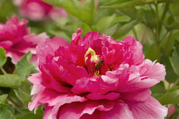 Tulip in the field — Stock Photo, Image