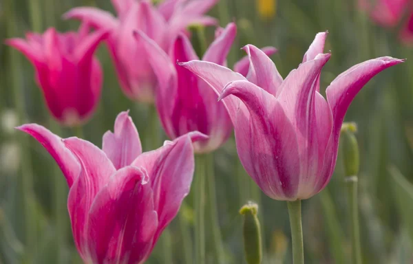 Tulpe auf dem Feld — Stockfoto