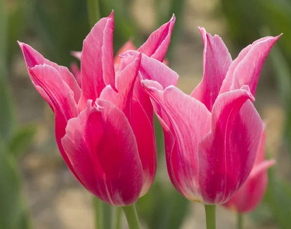 Тюльпаны в поле — стоковое фото