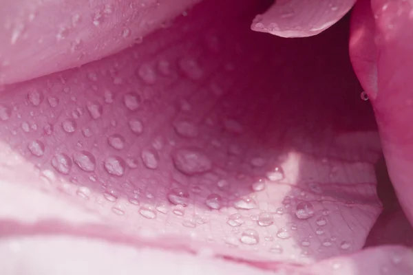 Bright peony flowers — Stock Photo, Image