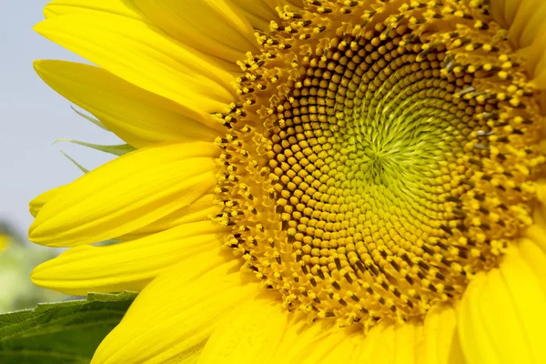 Girasoli in campo in estate — Foto Stock