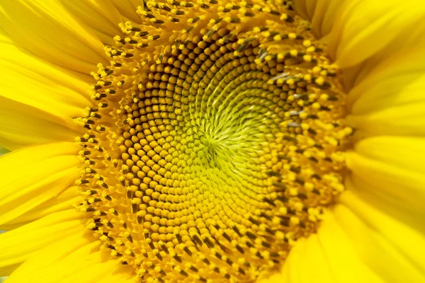 Girasoli in campo in estate — Foto Stock