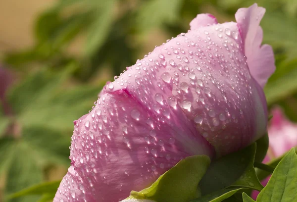 Bright peony flowers — Stock Photo, Image