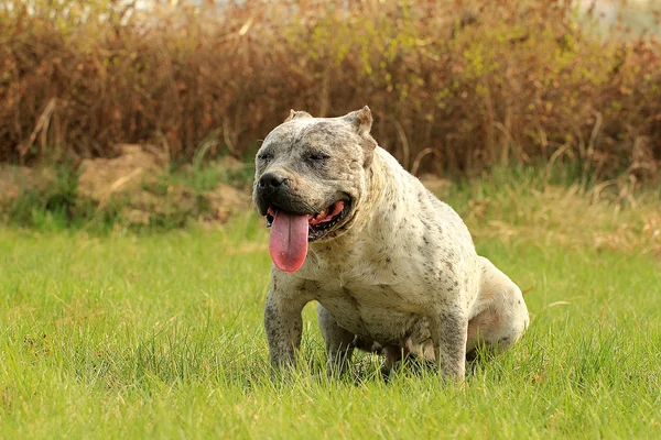 Cão adorável — Fotografia de Stock