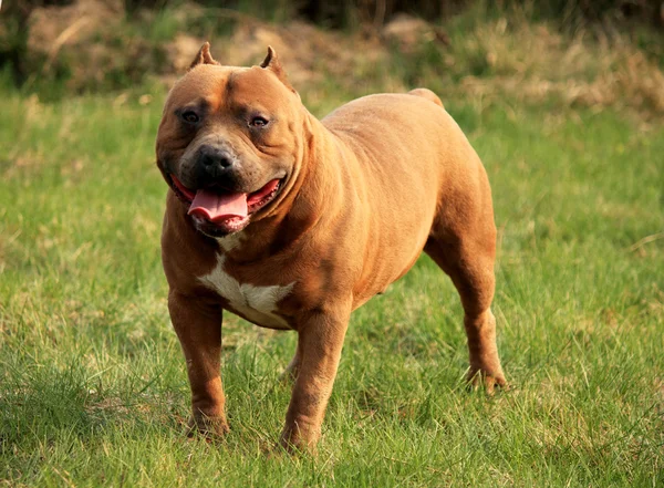 Bedårande hund — Stockfoto