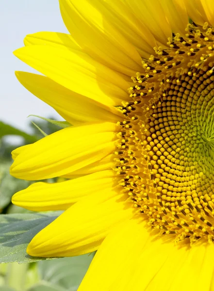 Girasoli in campo in estate — Foto Stock