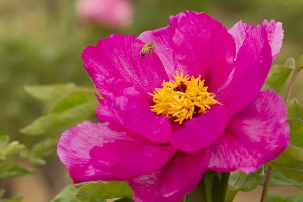 parlak Şakayık çiçekleri