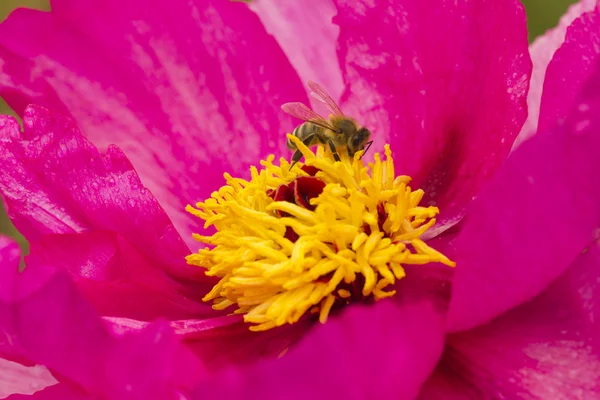 Lyse ponniske blomster – stockfoto