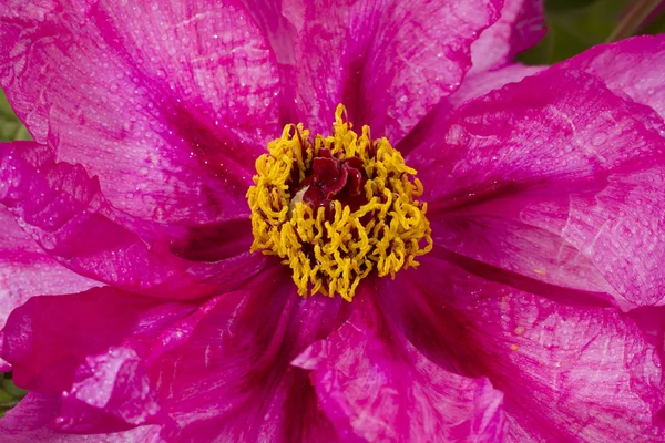 Bright peony flowers — Stock Photo, Image