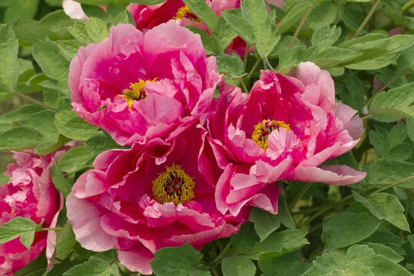 parlak Şakayık çiçekleri