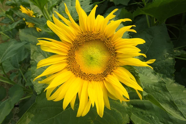 Yazın tarlada ayçiçekleri