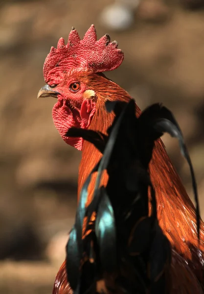 doğa arka plan üzerinde güzel horoz