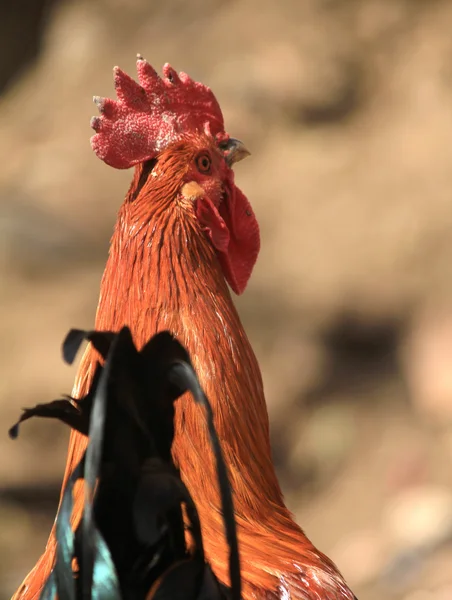 Rooster bonito no fundo da natureza — Fotografia de Stock