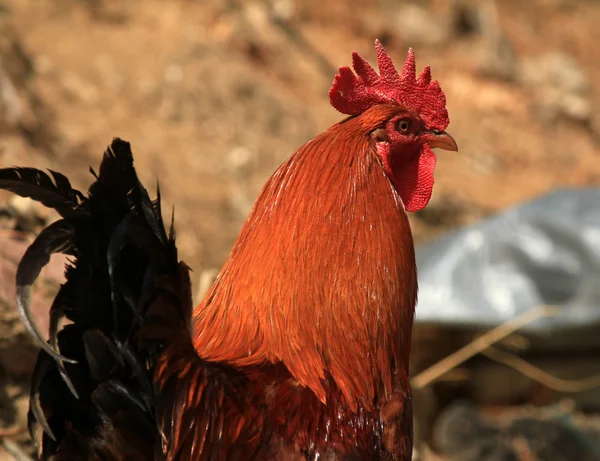 Rooster bonito no fundo da natureza — Fotografia de Stock