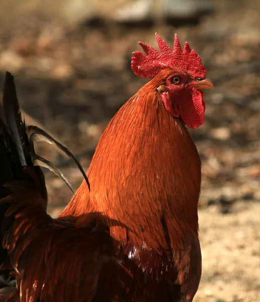 Rooster bonito no fundo da natureza — Fotografia de Stock