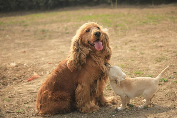 Sevimli köpek — Stok fotoğraf