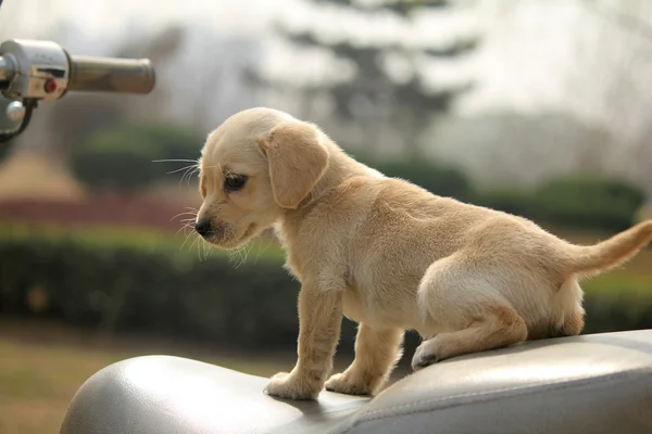 Adorable perro —  Fotos de Stock