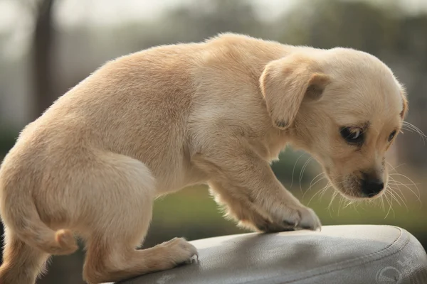 Sevimli köpek — Stok fotoğraf