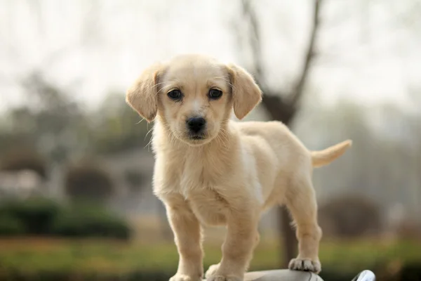 Cão adorável — Fotografia de Stock