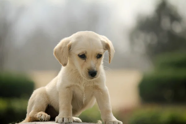 Sevimli köpek — Stok fotoğraf