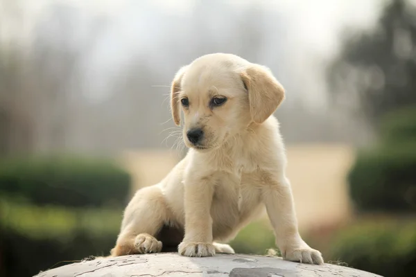 Sevimli köpek — Stok fotoğraf