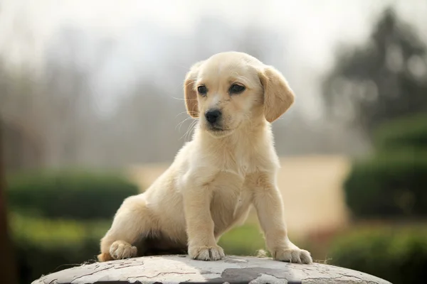 Adorable perro —  Fotos de Stock