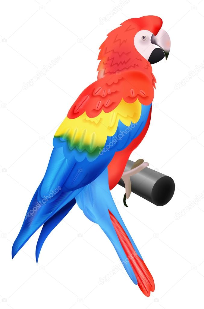 Colorful parrot macaw isolated on white background