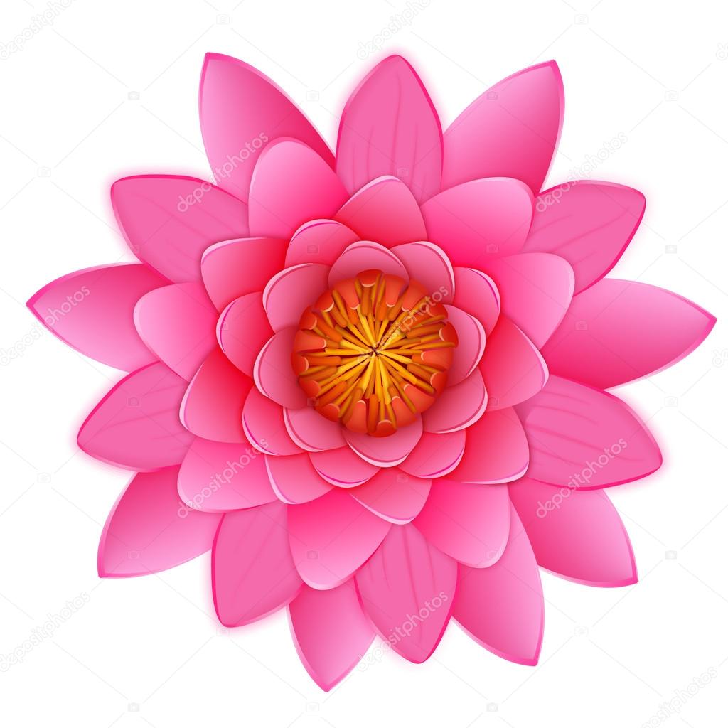 Bella rosa loto Ninfea fiore o isolato su sfondo bianco illustrazione vettoriale per il vostro bel disegno vicino germoglio fiorito — Vettoriali di Kannaa