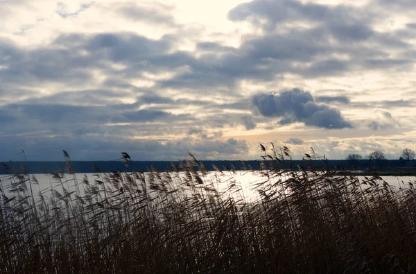Horizontal Landscape Reeds Lake Clouds Winter — Foto Stock