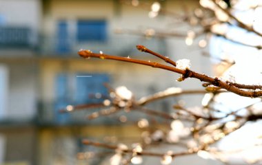 Güneşli bir bahar sabahı tomurcukları olan çıplak ağaç dalları üzerinde ıslak beyaz kar.