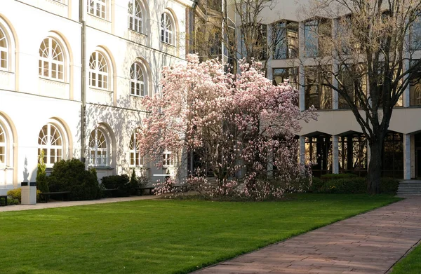 Lublin, Poland, 25 April 2022. John Paul II Catholic University courtyard in spring with magnolia blossoms