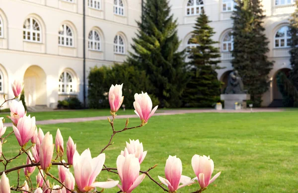 Lublin, Polonya, 25 Nisan 2022. İlkbaharda John Paul Katolik Üniversitesi bahçesinde manolya çiçekleri