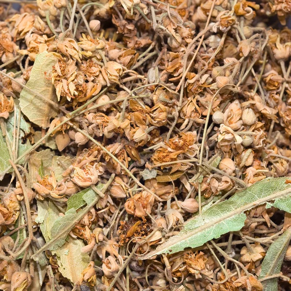 Chá de ervas de tília — Fotografia de Stock